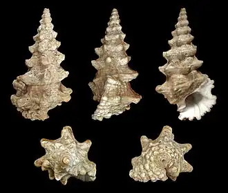 Cerithium nodulosum