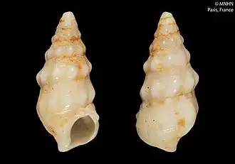 Cerithium renovatum