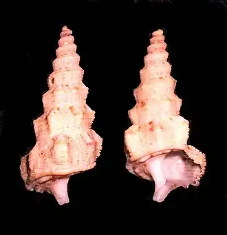 Cerithium