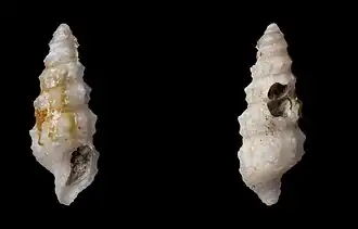 Ceritoturris pupiformis