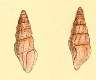Ceritoturris suavis