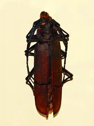 Orthomegas similis