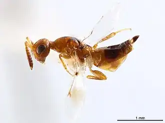 Cerocephala