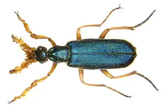 Cerocoma schreberi