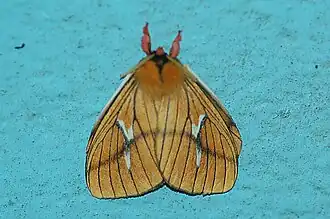 Cerodirphia nadiana