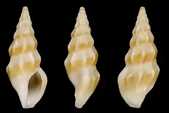 Cerodrillia perryae