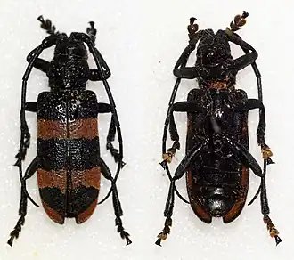 Ceroplesis orientalis