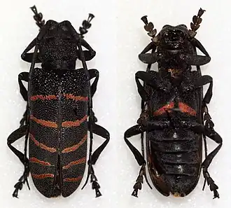 Ceroplesis quinquefasciata