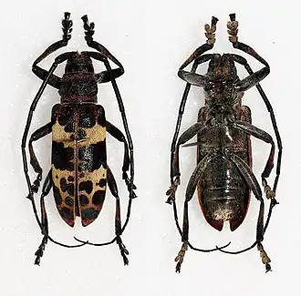 Ceroplesis rubrocincta