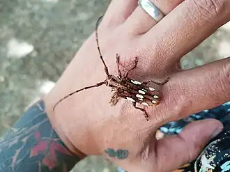 Cerosterna pulchellator