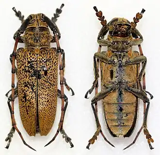 Cerosterna scabrator