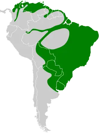 Geelkeelstekelstaart