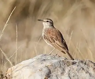 Benguelalangsnavelleeuwerik