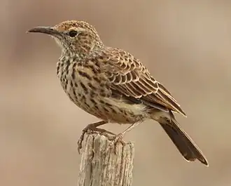 Kaapse langsnavelleeuwerik