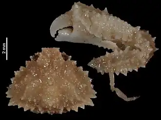 Certolambrus pugilator