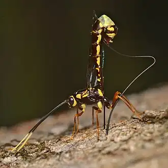 Certonotus fractinervis