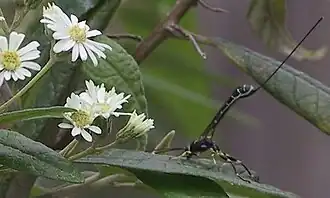 Certonotus nitidulus