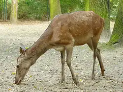 Een vrouwtje in Tierpark Berlin