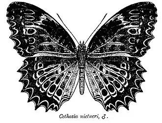 Cethosia nietneri