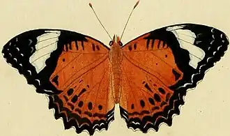 Cethosia penthesilea