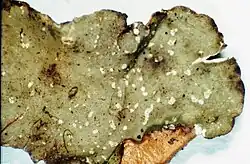 Pseudocyphellen (witte puntjes) op korstmos uit het geslacht Cetrelia