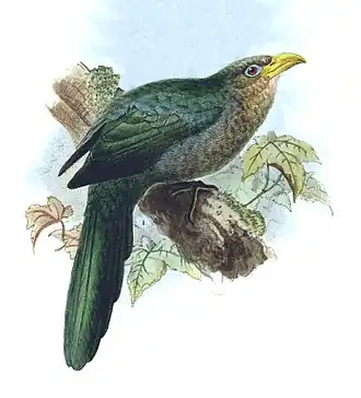 Groene geelsnavelmalkoha