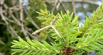 Stenoptilia millieridactyla