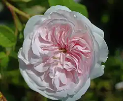 'Belle Thérèse' (Julien-Alexandre Hardy, voor 1817)