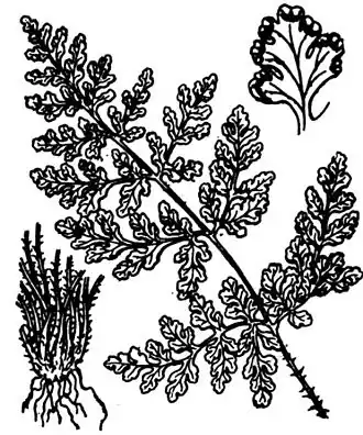 Cheilanthes acrostica