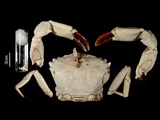 Chacellus filiformis