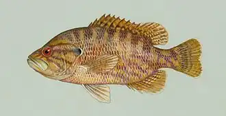 Lepomis gulosus