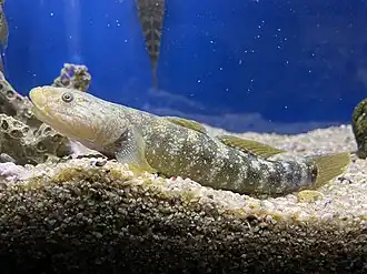 Chaenogobius gulosus