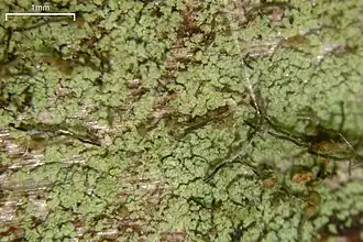 Grijs schorssteeltje