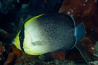 Chaetodontoplus poliourus