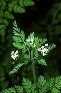 Chaerophyllum procumbens