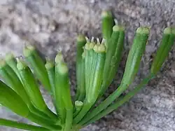 Stylopodia van dolle kervel