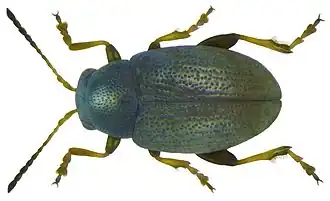 Chaetocnema hortensis