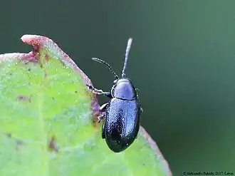 Chaetocnema subcoerulea