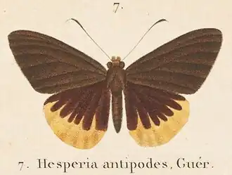 Chaetocneme antipodes