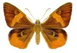 Chaetocneme critomedia