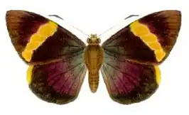 Chaetocneme porphyropis