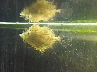 Oxymonacanthus halli