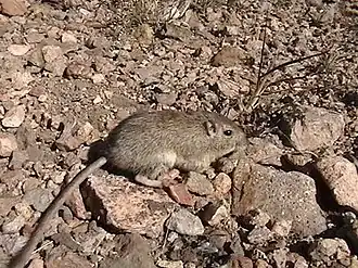 Chaetodipus intermedius