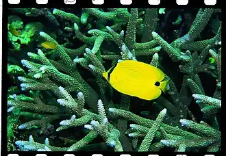 Chaetodon andamanensis