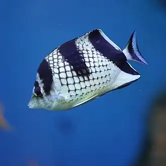 Chaetodon argentatus