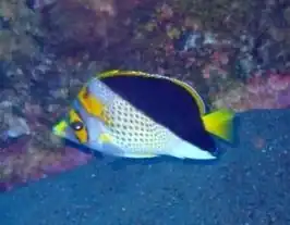 Chaetodon flavocoronatus