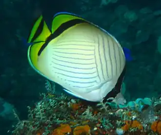 Chaetodon vagabundus