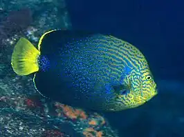 Chaetodontoplus chrysocephalus