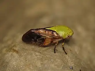 Chaetophyes compacta