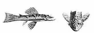 Chaetostoma guairense
